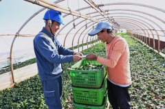 电力赋云南红河蔬菜走俏粤港澳大湾区