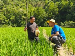 茨沟“三夏”稼穑忙